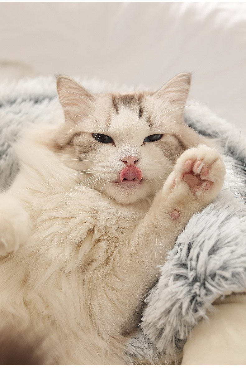 Plush Round Cat Bed