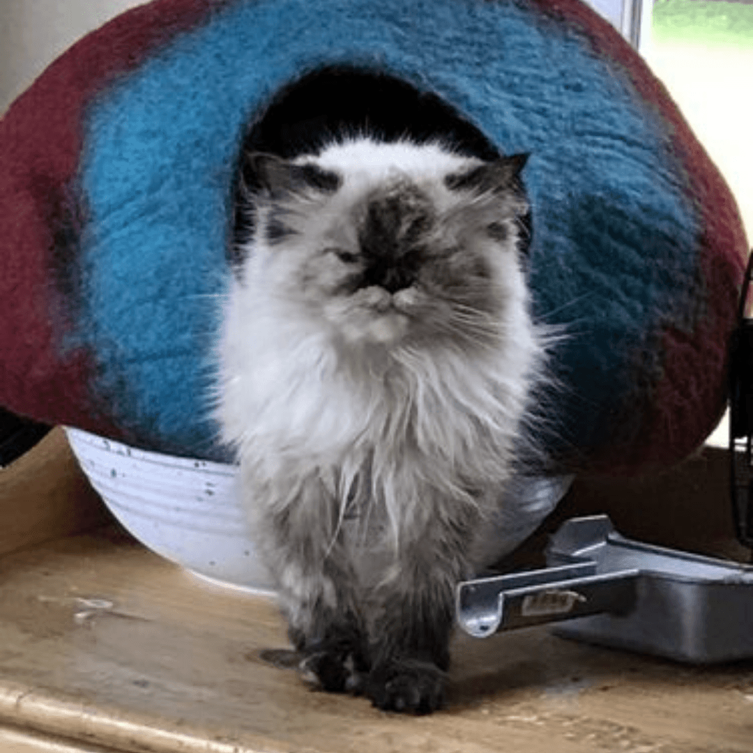 Maroon & Teal Cat Cave