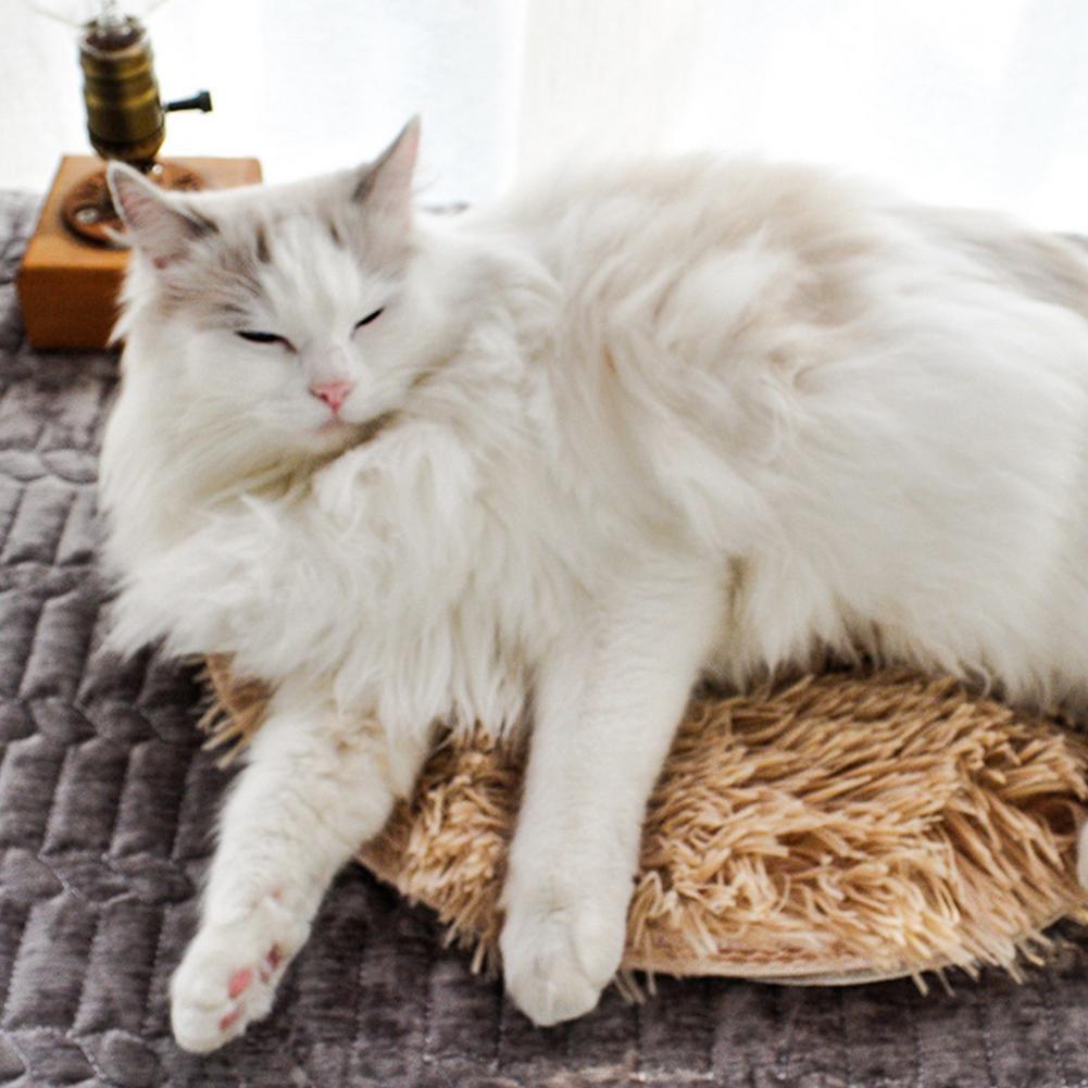 Black Friday Bundle: Heated Cat Bed + Calming Blankets + Cat Slipper Socks 50% Off